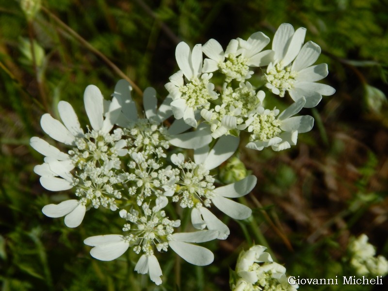 Orlaya grandiflora / Lappola bianca